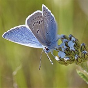 Mission Blue Butterfly
