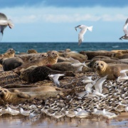 Blakeney Point Seals