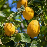 Standing in a Ripe Lemon Grove, Sicily, Italy