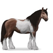 Liver Chestnut Tobiano