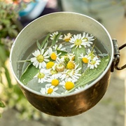 Chamomile Tea