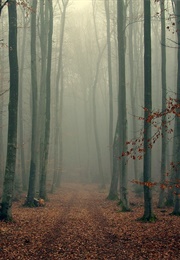 The Silence of the North Woods (-)