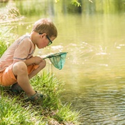 Pond Dipping