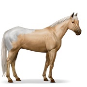 Palomino Blanket