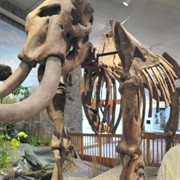 Mastodon State Park, MO