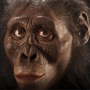 Découverte De Lucy (Il Y a 3,18 Millions D'Années)