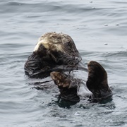 Otter and Whale Watching in Sitka