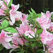 Azalea