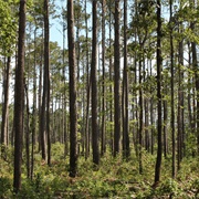 Piney Woods of Texas