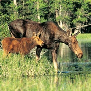 Moose at Grand Teton NP
