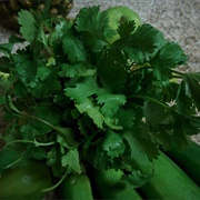 Ugly Cilantro