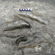 Nash Dinosaur Track, Holyoke