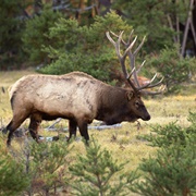 Pigeon River Country State Forest, Michigan - Elk Range
