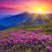Neelakurinji Flower Sanctuary