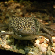 Xenopus