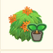 Honig-Duftblütenbusch