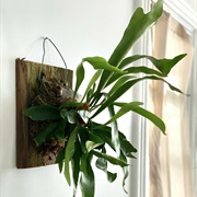 Staghorn Fern