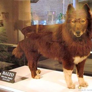 Balto the Sled  Dog