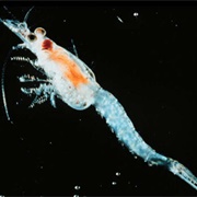 Opossum Shrimp