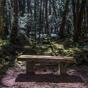 Aokigahara Forest, Japan