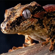 Gargoyle Gecko