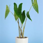 Alocasia Zebrina