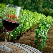 Willamette Valley Wine Tasting