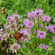 Loda Lake Wildflower Sanctuary, Manistee National Forest, Michigan