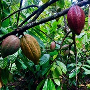 Tour a Cacao Plantation