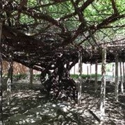 The Rose Tree Museum in Tombstone, AZ