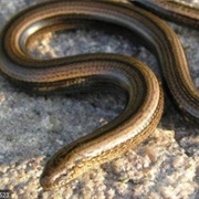 Legless Lizard