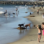 Dog Beach