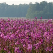 Fireweed in the Arctic Circle
