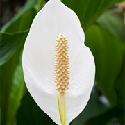 Peace Lilly