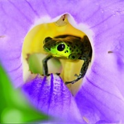 Attenborough Life in Colour