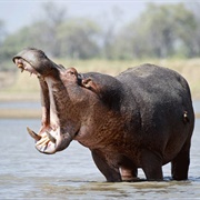 Hippopotamus (Deadliest African Animal by Death Toll)
