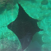 Stingrays