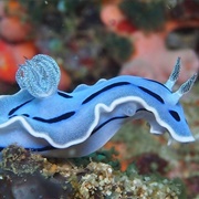 Loch Chromodoris