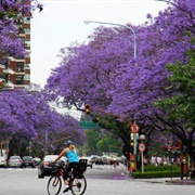 Jacarandas, Buenos Aires, Argentina