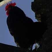 Rooster