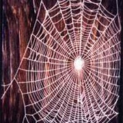 Knight's Spider Web Farm