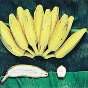 Bluggoe Banana