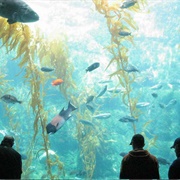 Birch Aquarium at Scripps, San Diego