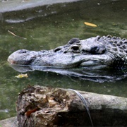 Black Caiman