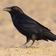 Raven