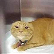Very Angry Cat