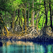 Damas Island Mangroves Costa Rica