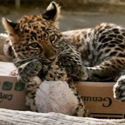 EFBC Feline Conservation Center, Rosamond, CA