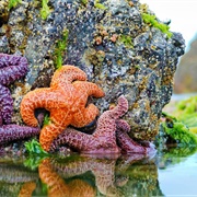 See Starfish in Tidepool