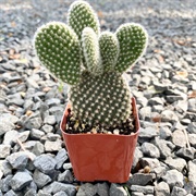 Bunny Ears Cactus